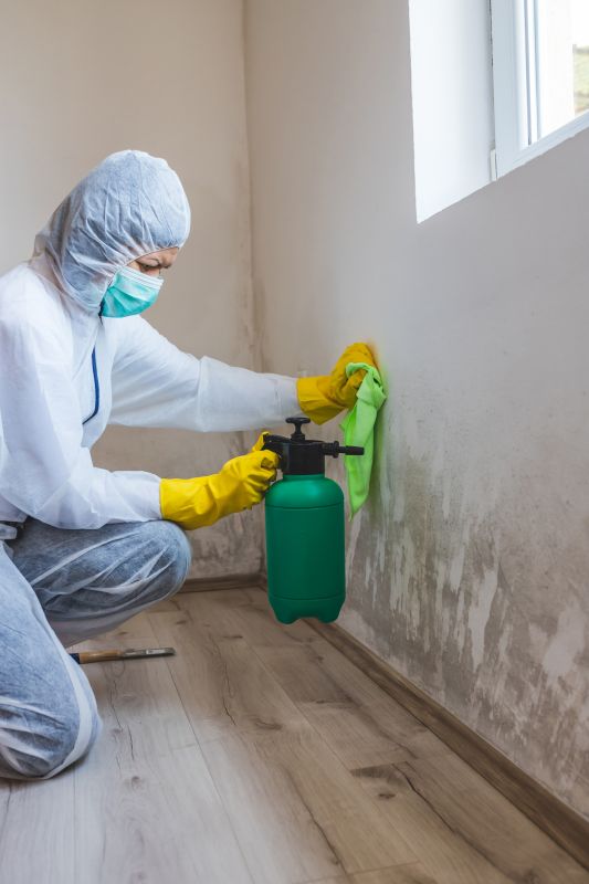 Local Mold Removal pros at work